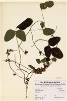 藏品(臺灣山黑扁豆)的圖片